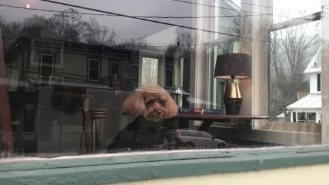 Dog watching the snow fall