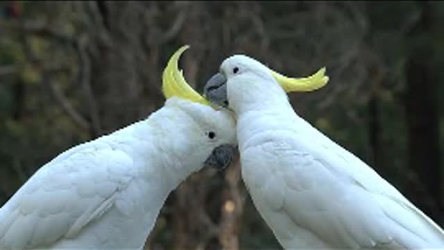 Beautiful bird parrot