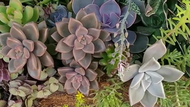 succulents on the trunk