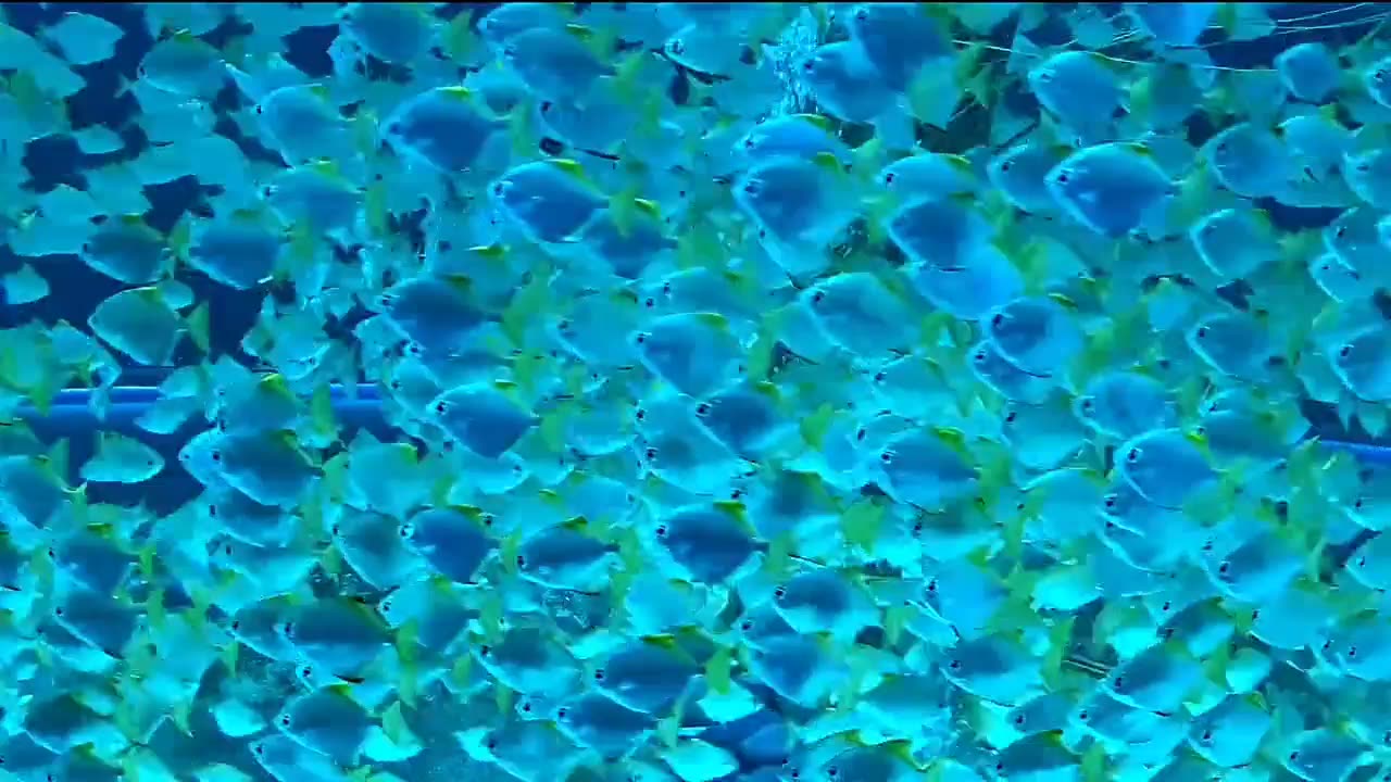 Beautiful fish video