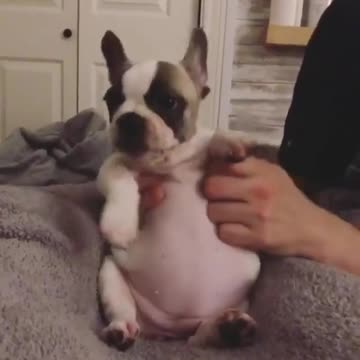 But what about the same puppies