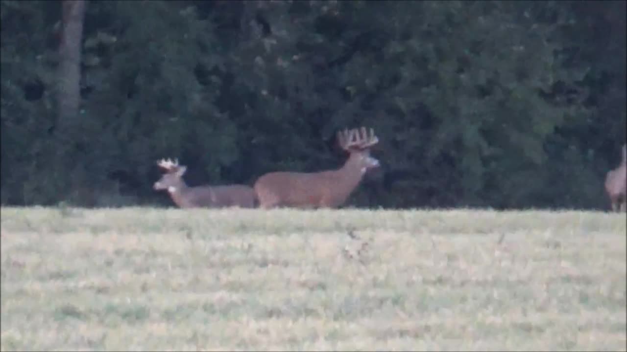 Fred Zeppelin 2021, Video Of Bucks This Morning!