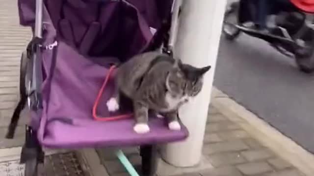 Funny Animal Videos that Make Me Burstnto Tears Laughing (CUTE) #shorts