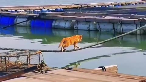 Funniest crossing of cat/dog😹🐶