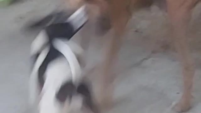 Dog baby loves his mother and full injoy