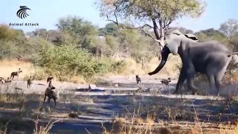 Newborn Baby Elephant Is Mercilessly Destroy By Pack Of Bloodthirsty Wild Dogs,Lion