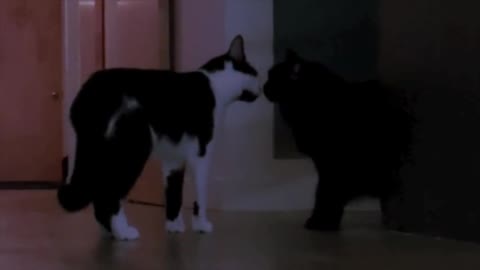 '(Not So) Silent Night' parody captures mischievous cat behavior