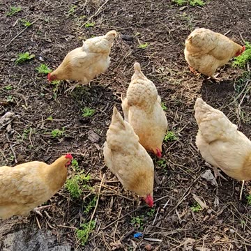 OMC! Orpington hens compete for clover, brownie shows up and an angry bird but what kind is it?