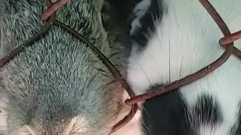 Close Up Video of Rabbits