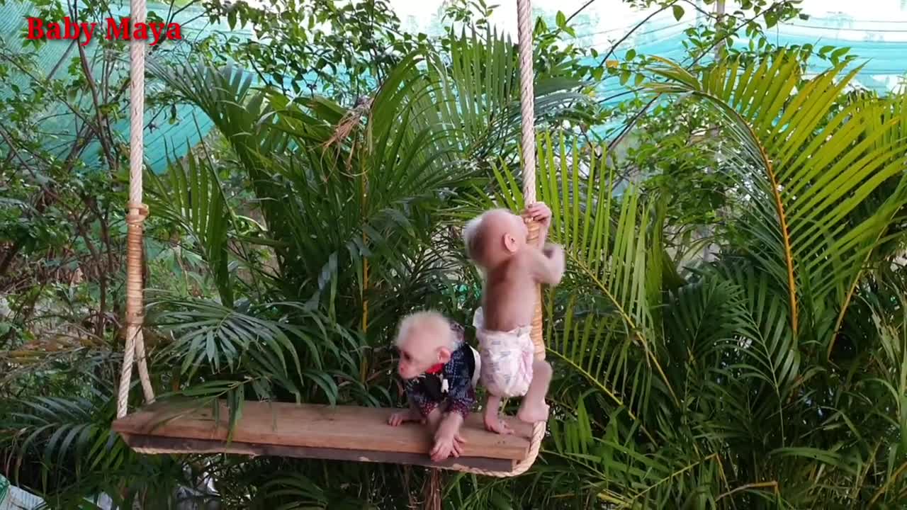 Little Monkey Joe and Maya playing on the Swing