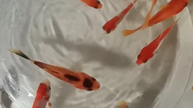 The goldfish