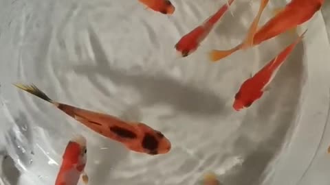 The goldfish