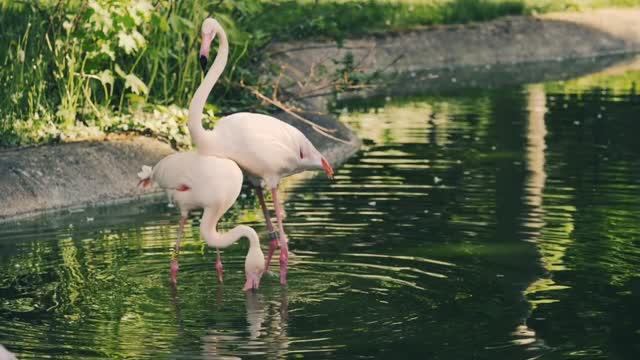 Birds Of The World 4K HDvideo Wildlife WithCalming Music rokidstv technology green gray parrot macaw