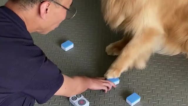 The smart dog knows how to distinguish mahjong