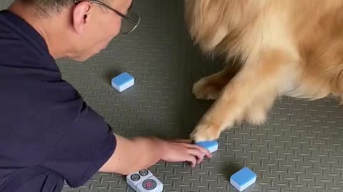 The smart dog knows how to distinguish mahjong