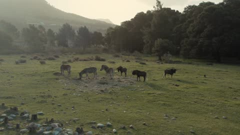 An Aerial Footage of Zebras and Wildebeests