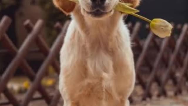 Dog video