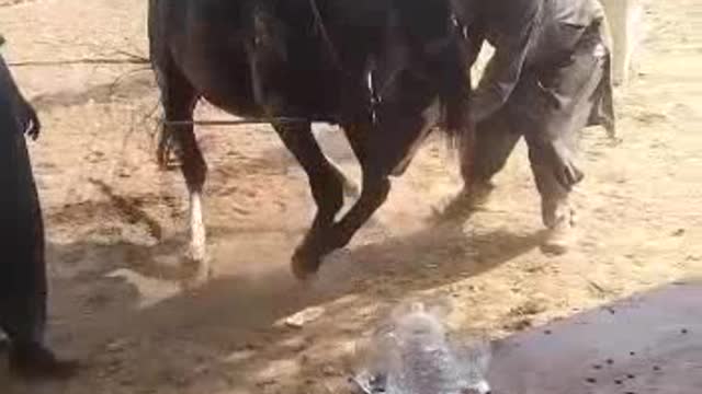 World best horse 🐎 dance