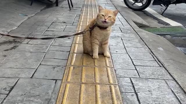 Cute cats strapped to the street