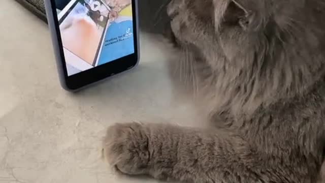 Do it with your cat