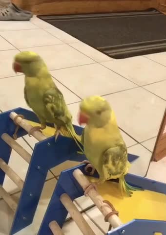 Talking Baby parrot loves to dance.