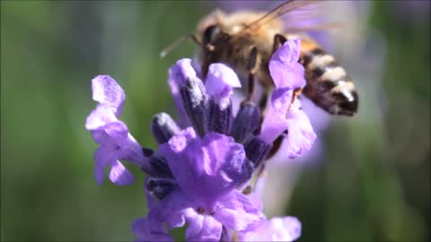 Bright Bee on a lavender plant