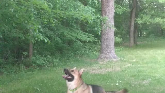 German Shepherd with Ballet Moves