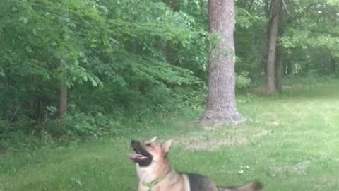 German Shepherd with Ballet Moves