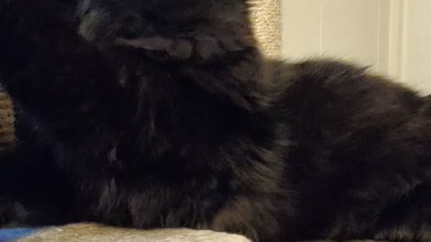 Sylvie cat