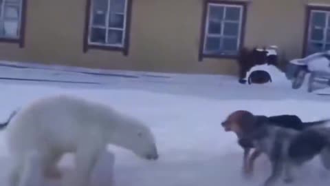 Dog vs. ice bear