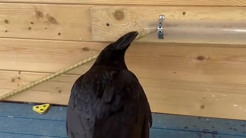 Crows are well known to scientists for their ability to build and use tools.