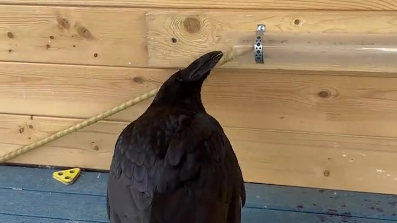 Crows are well known to scientists for their ability to build and use tools.