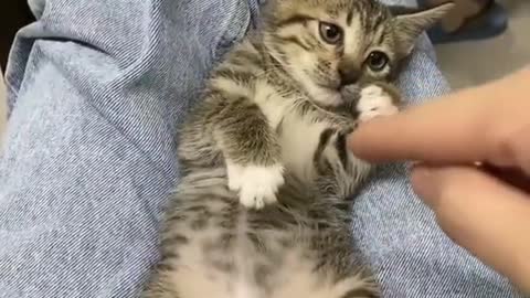 Cute angry cat