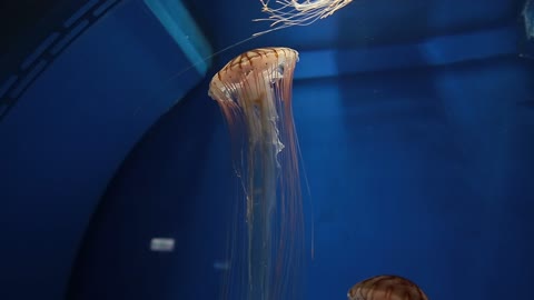 Under Water Transparent Jelly Fish!