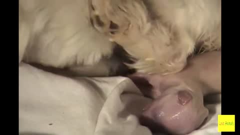 AMAZING ACTUAL DOGS GIVING BIRTH YOU MUST WATCH!