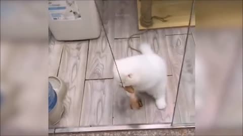 baby kittens