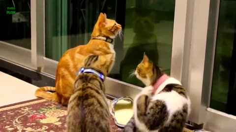 Funny Cat Video