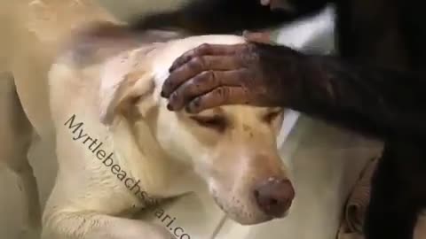 The dog said I don't want to take a bath anymore