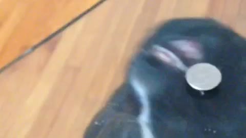 Black frenchie licks coin glass table