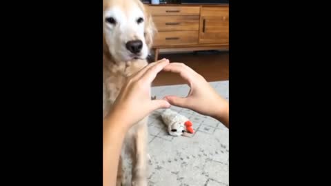 Dog funny moment 🤣🤣 Dog funny video with her Owner