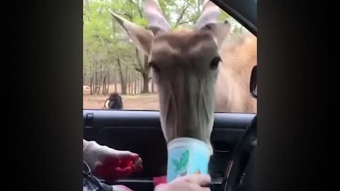 Children meet animals, interesting moments