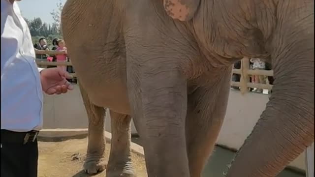 The breeder feeds the elephants