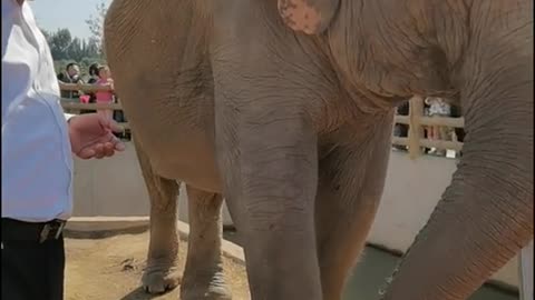 The breeder feeds the elephants