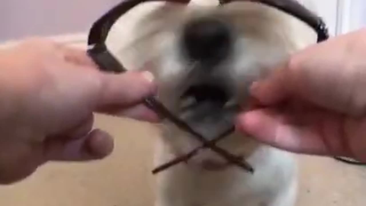 FUNNY ANIMAL LOVELY