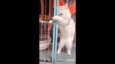 Funny Cats - Cute - Cat Videos