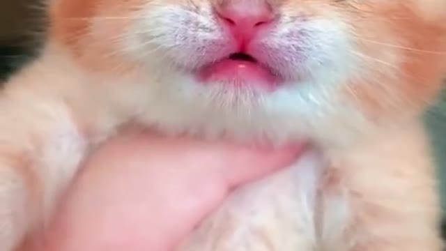 Cute animals videos