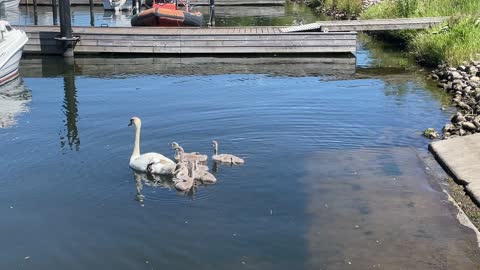 Svanerne i Køge havn.