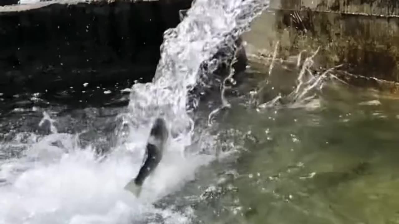 Awesome fish jumps