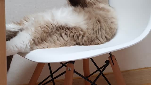 Grooming cat on the chair 1