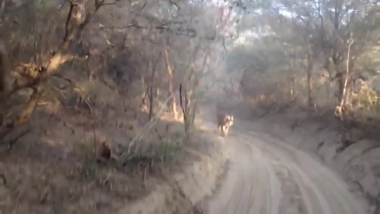 Tiger attacks people and animals. Check this out.